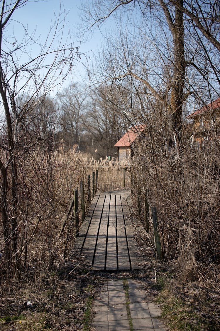 A Wooden Trail Through A Marsh With Dry Reed 