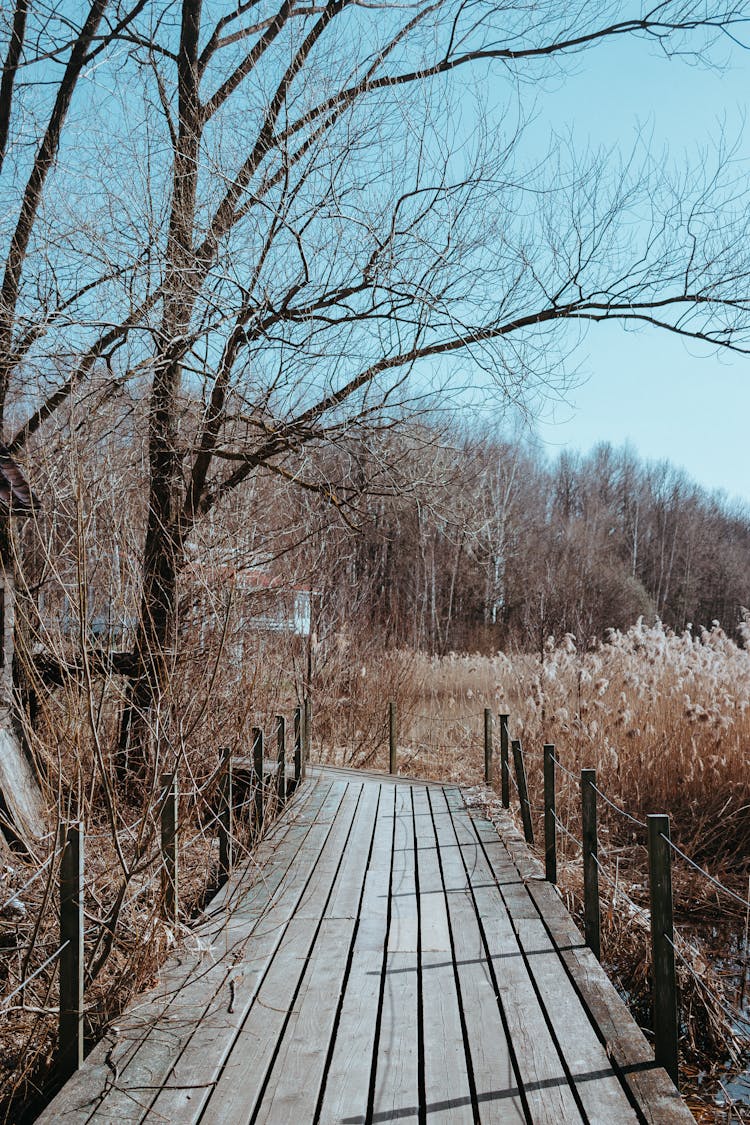 A Wooden Trail Through A Marsh With Dry Reed 