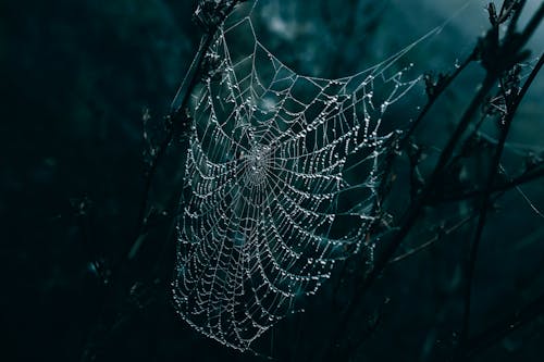 Wet Spiderweb at Dark