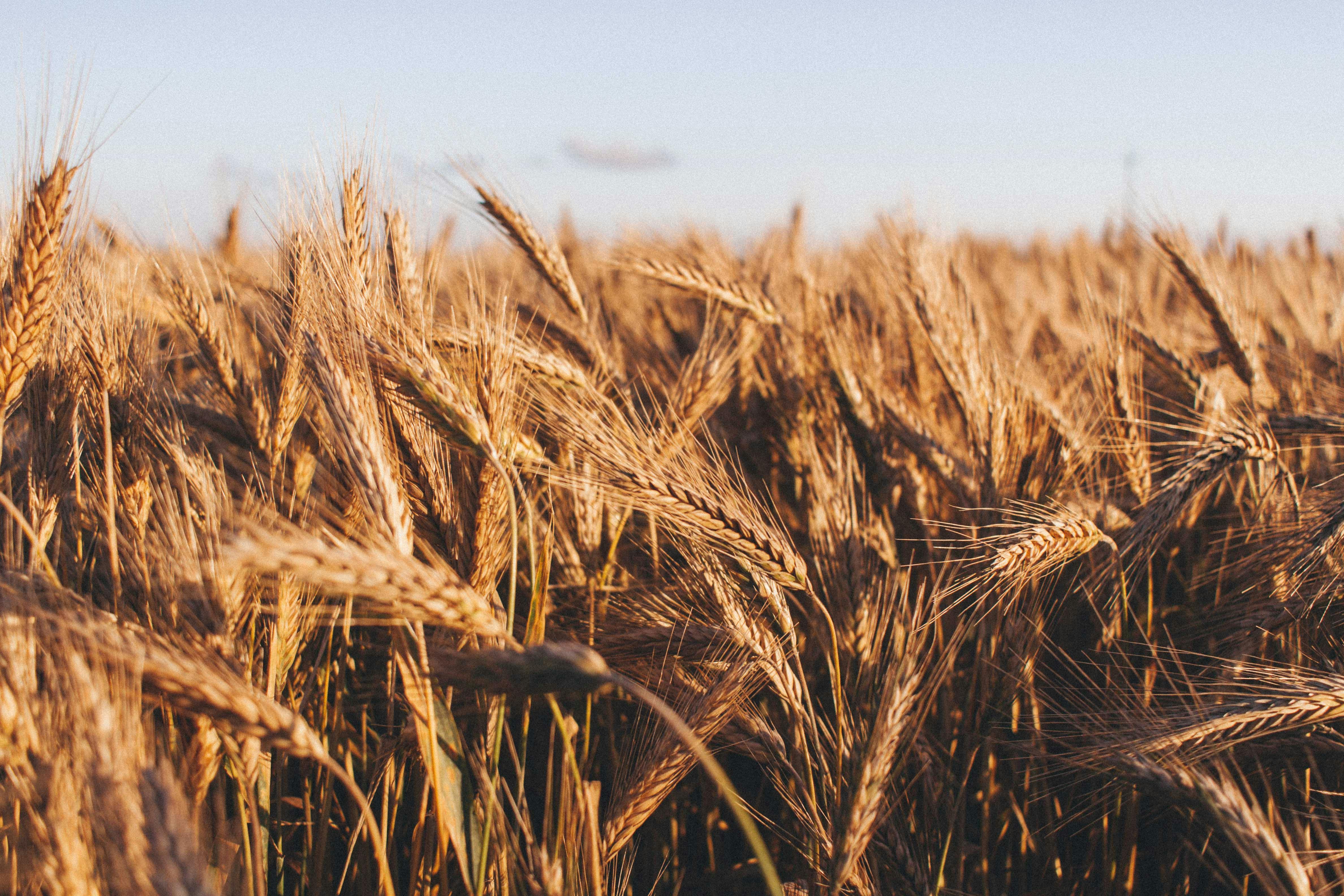 Foto de stock gratuita sobre campo, campo de trigo, campos de cultivo
