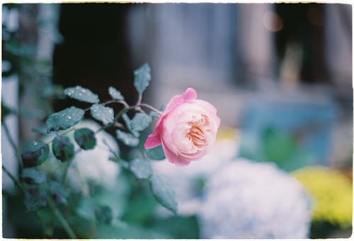 Foto d'estoc gratuïta de branca, estiu, florint