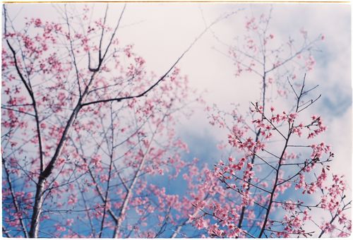 Free Delicate pink blossoms bloom on tree branches in springtime under a bright blue sky. Stock Photo