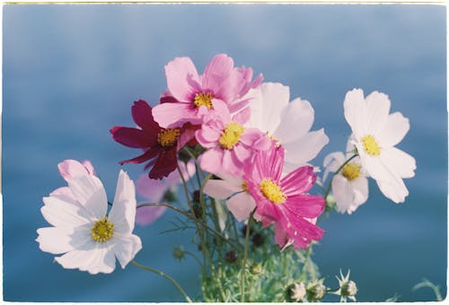 bahar, beyaz, çiçeklenmek içeren Ücretsiz stok fotoğraf