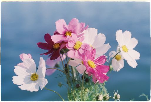 Free stock photo of beautiful, blooming, bright