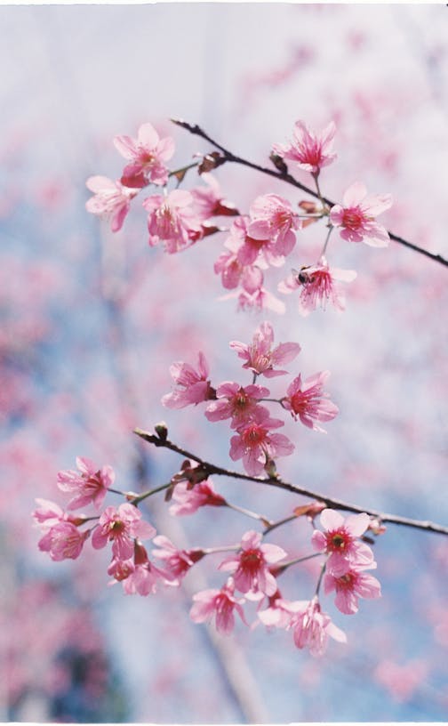 Spring Photos, Download The BEST Free Spring Stock Photos & HD Images