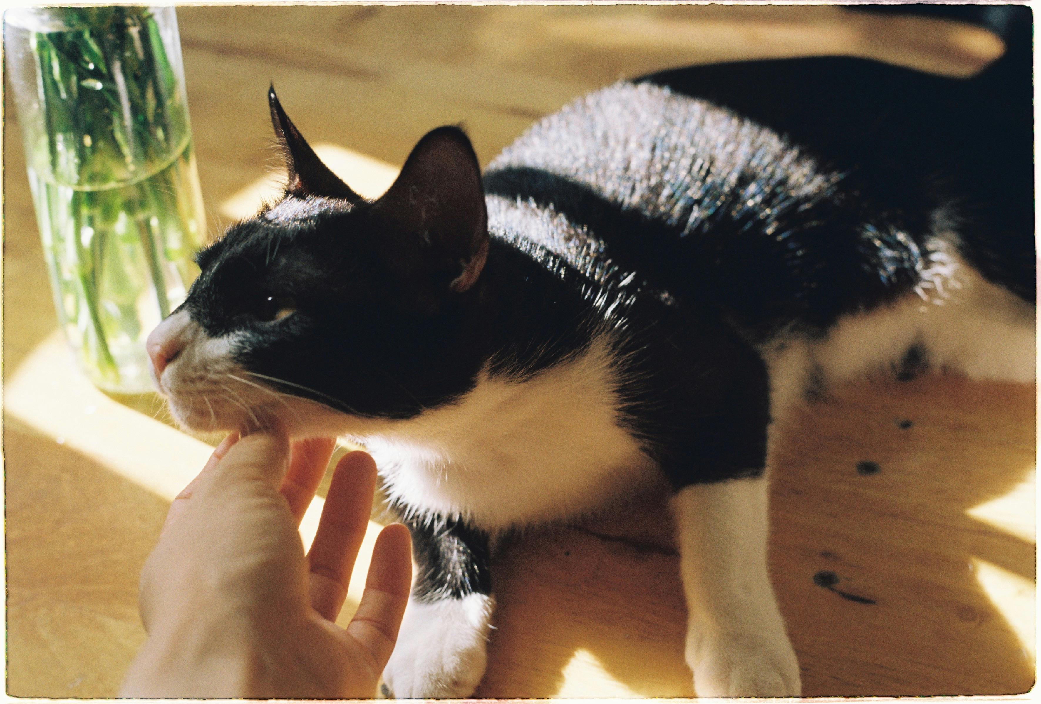 The Factors Driving Up Your Pet Insurance Premium