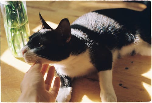 A Person Petting a Black and White Cat 