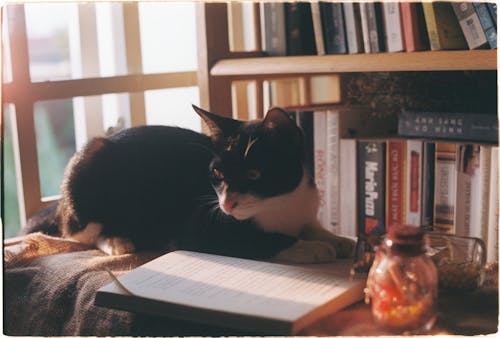 Darmowe zdjęcie z galerii z biurko, czarno-biały kot, domowy