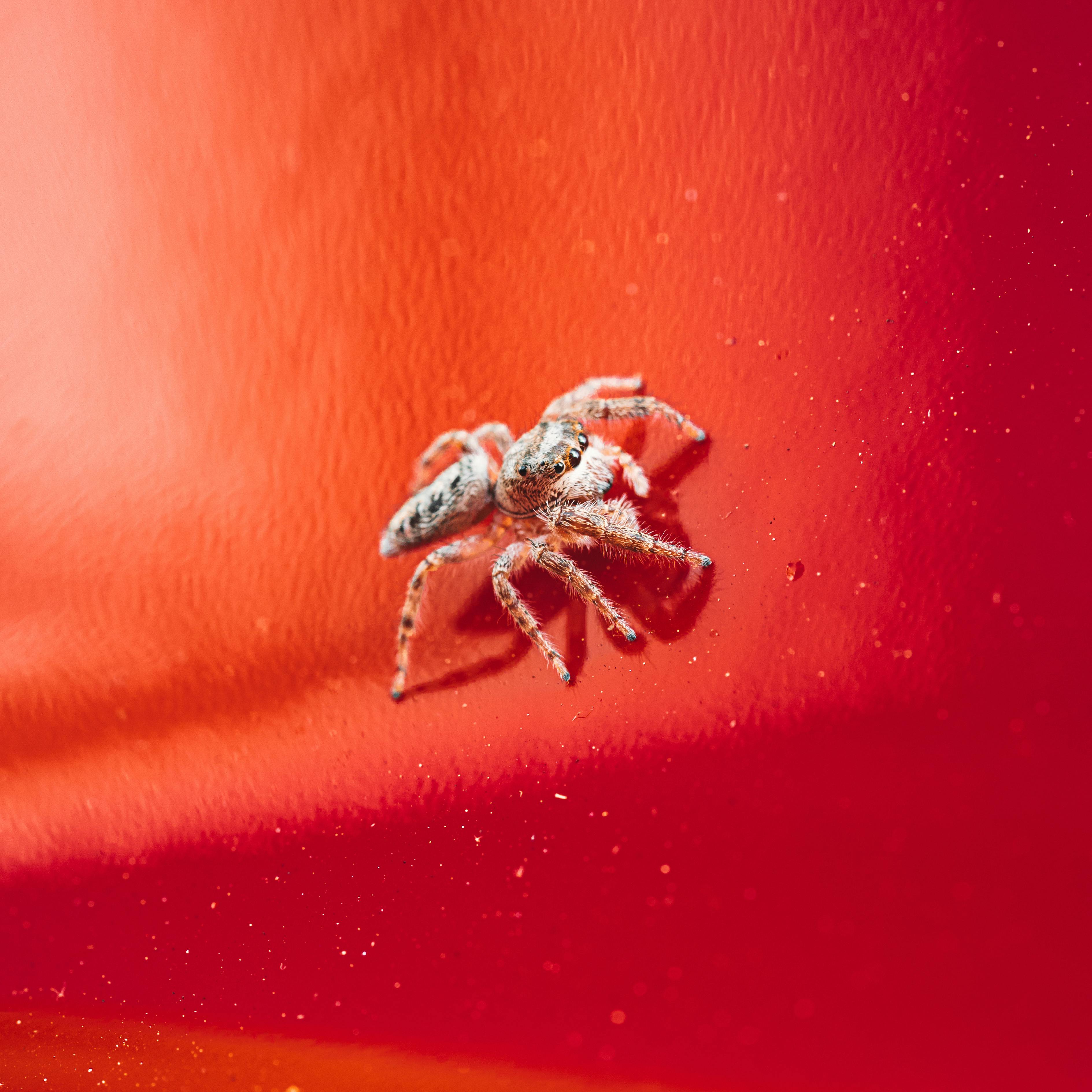 photo of a bright jumping spider against red background