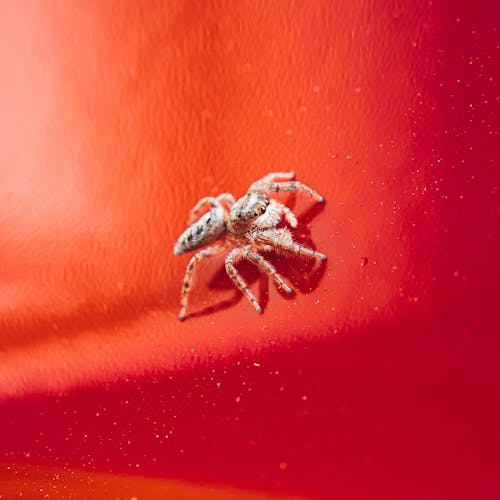 Photo of a Bright Jumping Spider against Red Background