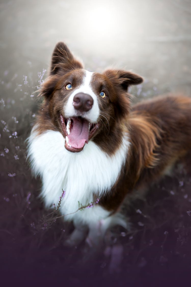 A Brown And White Border Collie Outdoors 