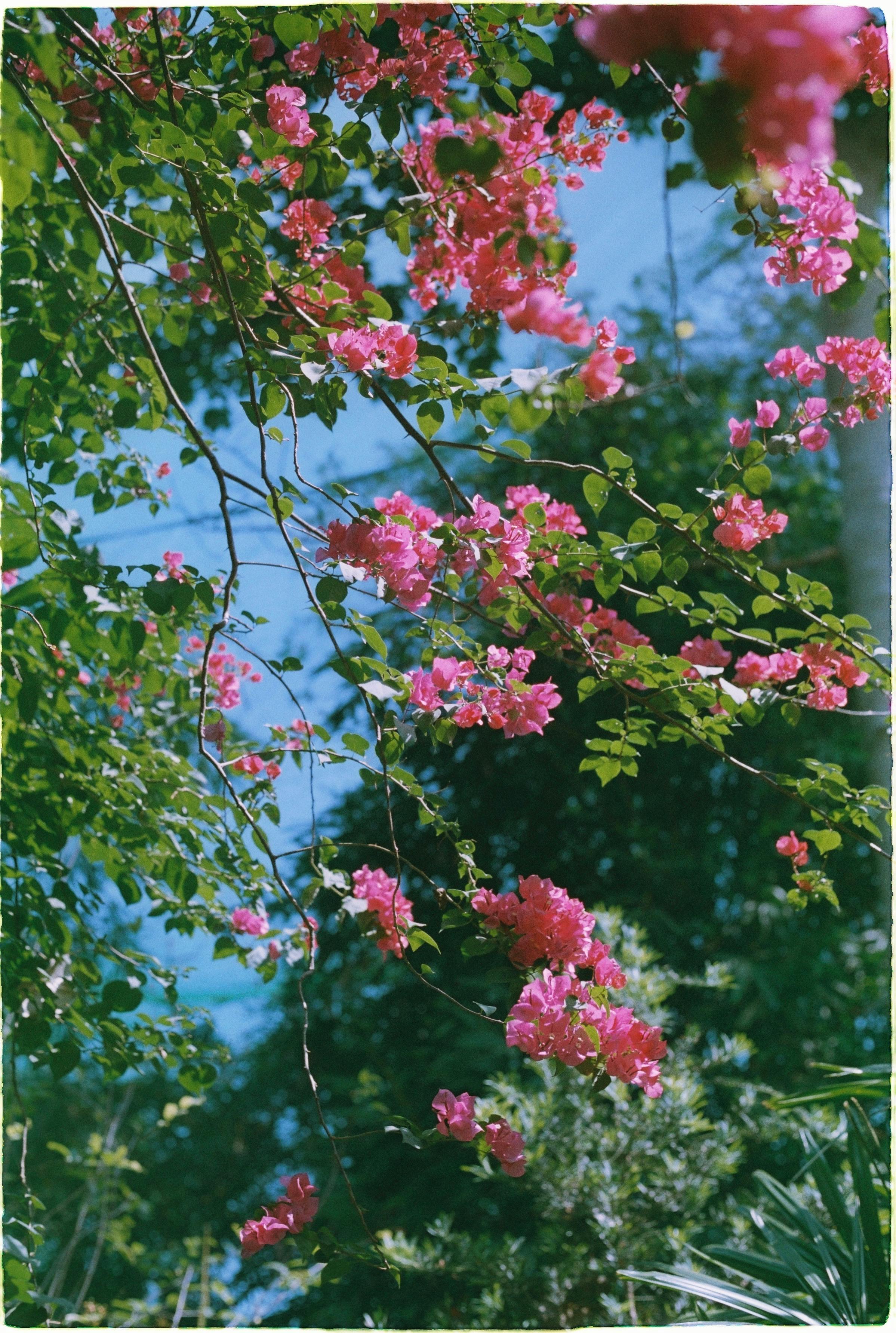 Vibrant pink bougainvillea flowers bloom amidst lush greenery on a sunny day.