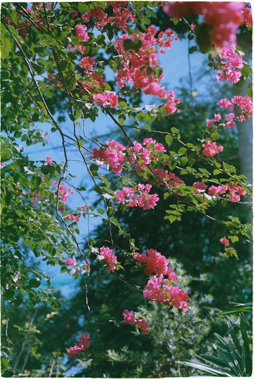 A Shrub with Pink Flowers in the Garden 