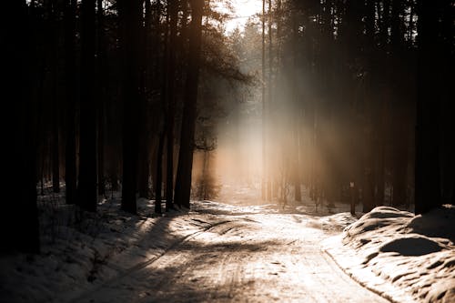 Sun Shining between the Trees in a Forest in Winter 