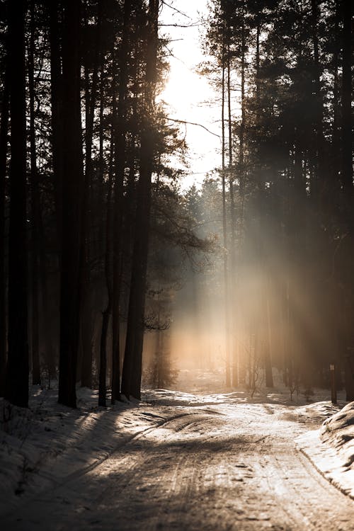 Sun Shining between the Trees in a Forest in Winter 