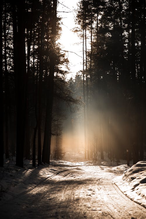 Sunlight over Dirt Road in Forest in Winter