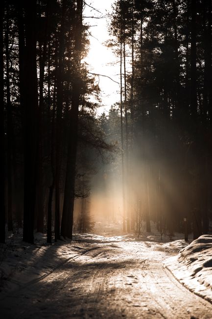 Peaceful winter forest path with sunlight streaming through trees and snow on the ground.