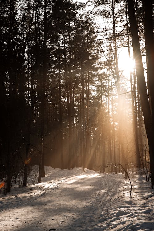 Sunlight in a Snowy Forest 