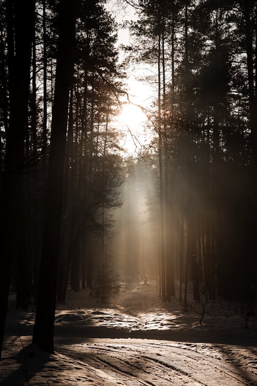 Sunlight in a Snowy Forest 