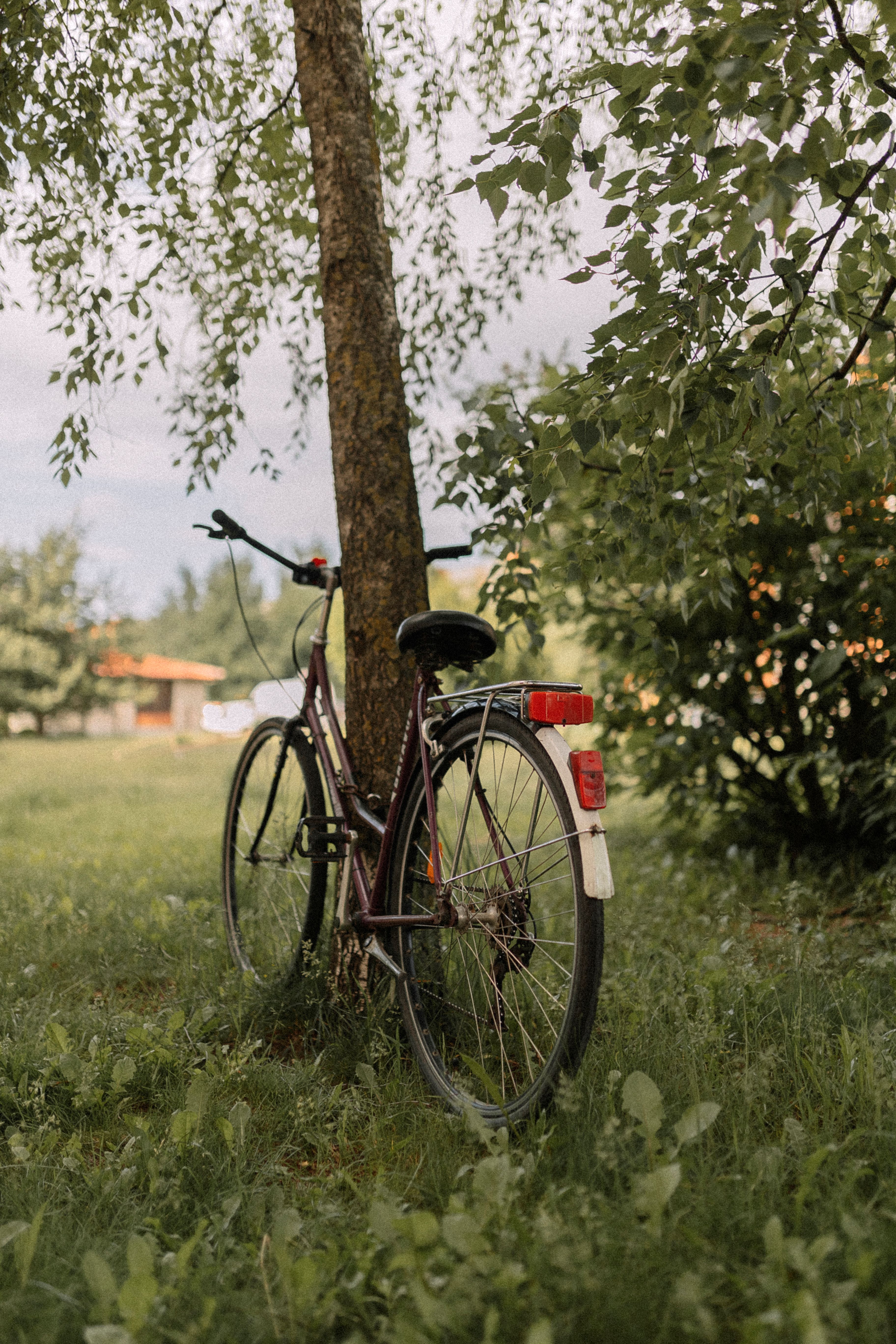 A bicycle rests against a tree in a serene countryside field full of lush summer greenery.
