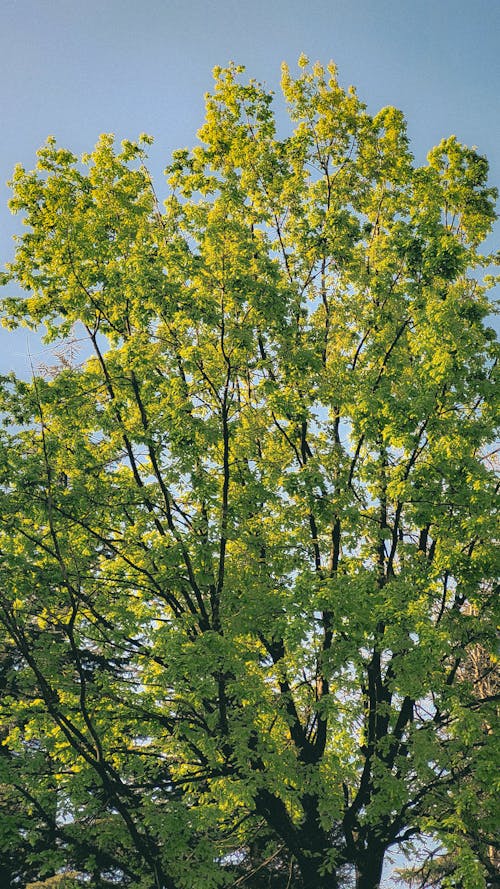 Photos gratuites de arbre, ciel bleu, contre-plongée