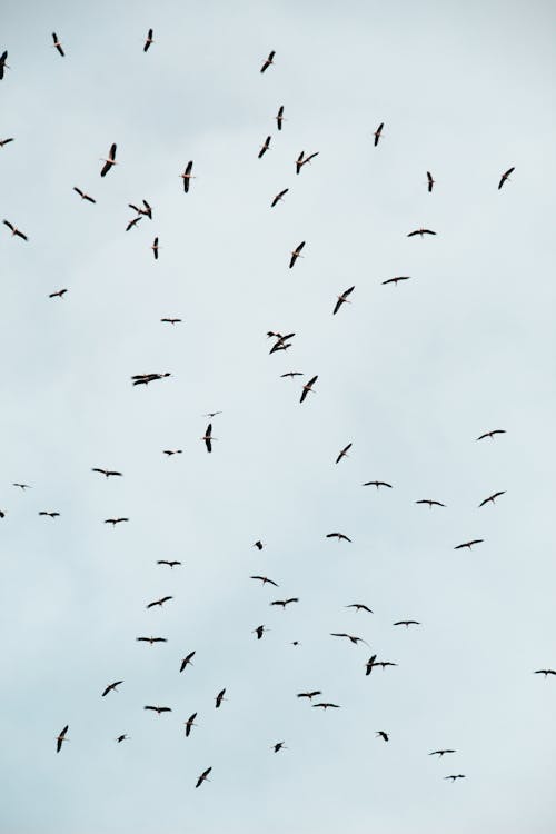 Low Angle Photo of Flying Birds 