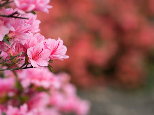Gratis lagerfoto af backgound, blomst, forår