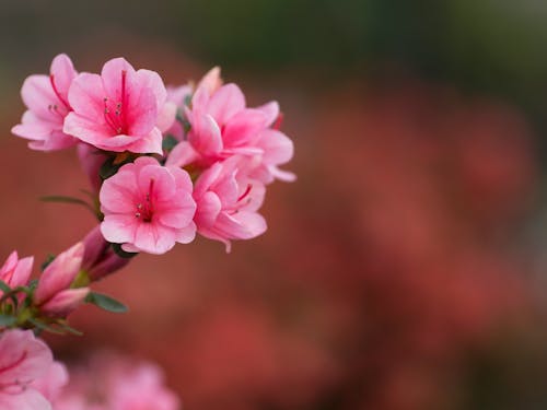 계절, 꽃, 배경의 무료 스톡 사진