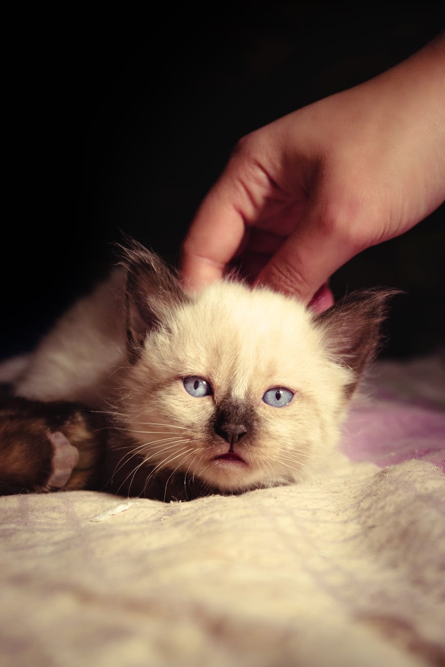 de prumjee van belgie heeft nu een kat, als ik prumjee was zouw ik een paart neme of poenie