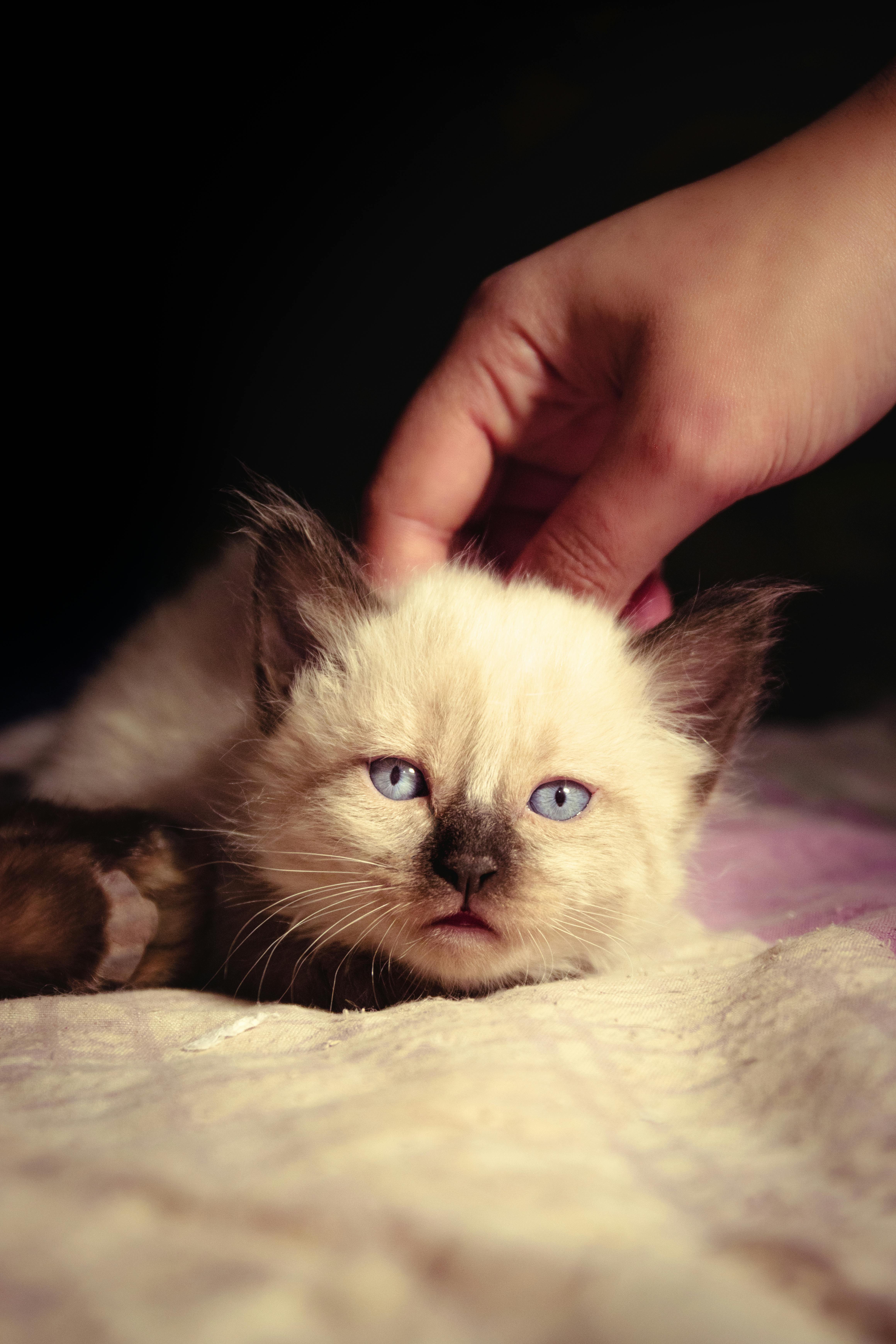 Free Charming image of a Siamese kitten with blue eyes being gently petted. Perfect for feline lovers. Stock Photo