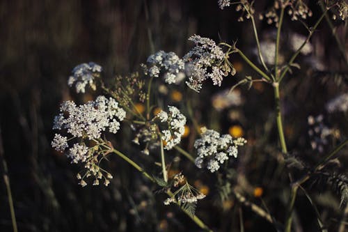 Free Photography of White Wildflowers  Stock Photo