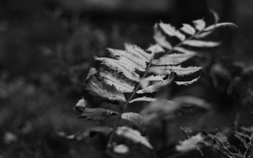 Monochrome Photography of a Plant