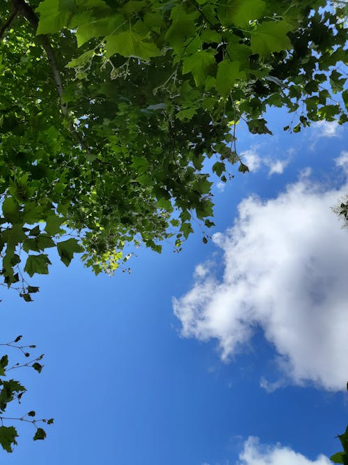 Free stock photo of ağaç, beautiful sky, blue sky