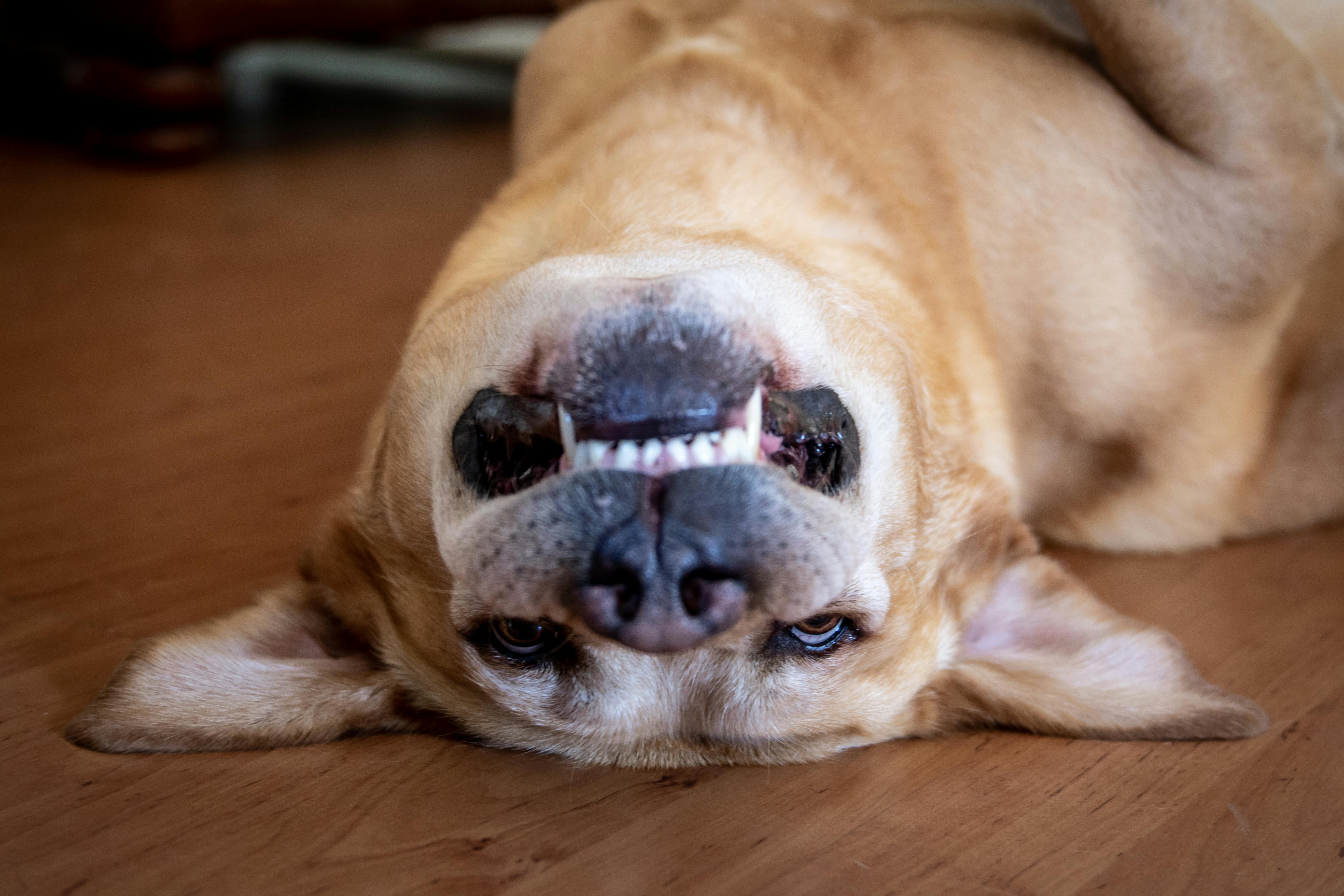 Free stock photo of animals, cute, dangerous