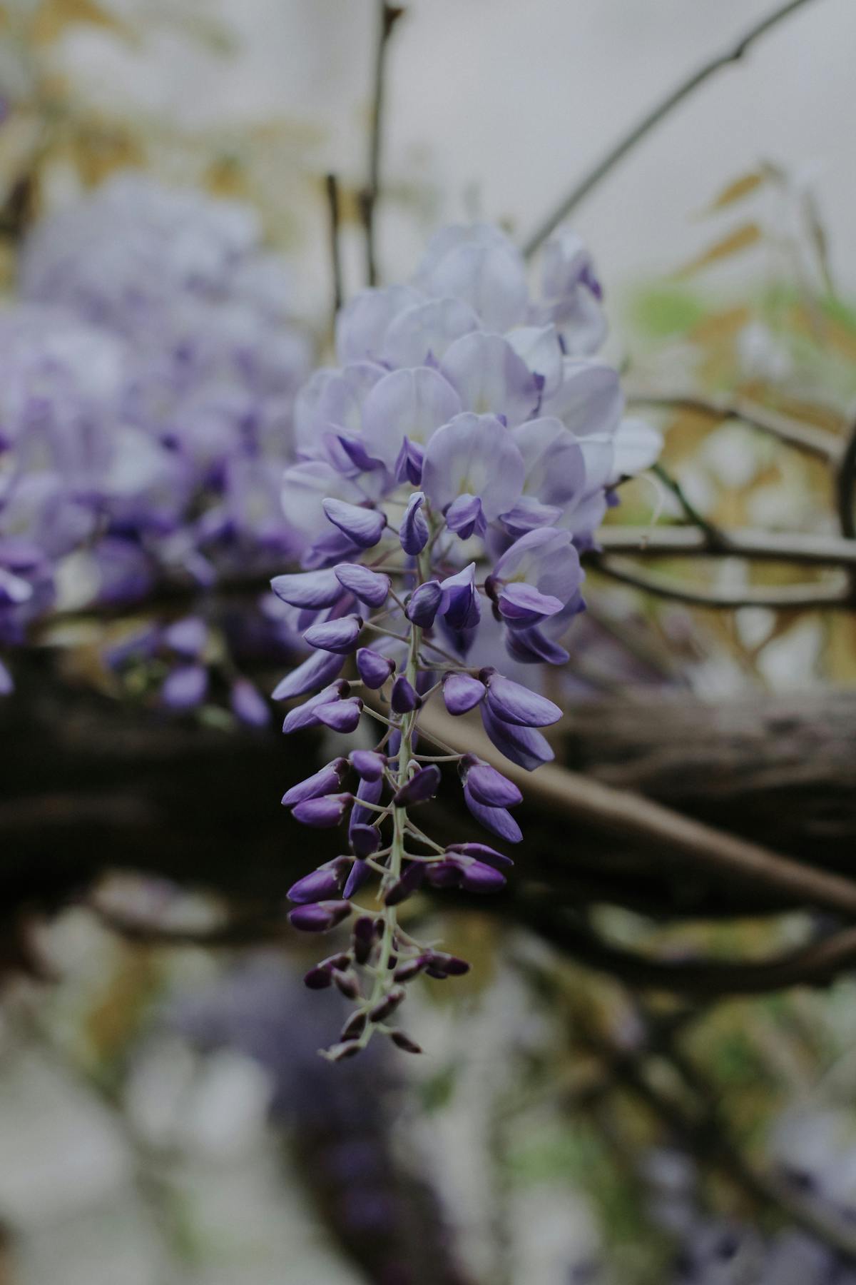 Wisteria Photos, Download The BEST Free Wisteria Stock Photos & HD Images