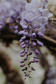 wisteria purple flowers hanging