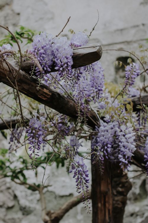 Free Stunning wisteria blossoms cascading on a rustic wooden trellis. Stock Photo