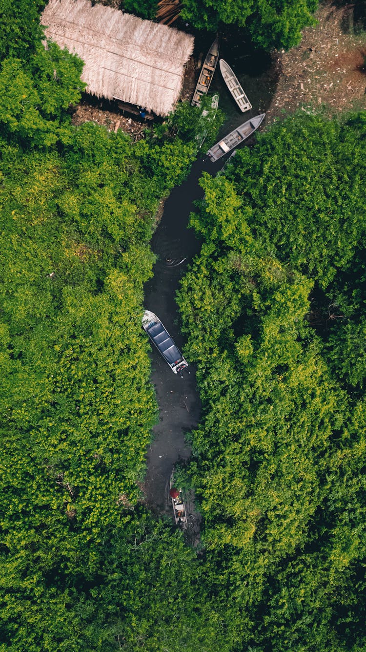 Aerial Shot Of River And Forest