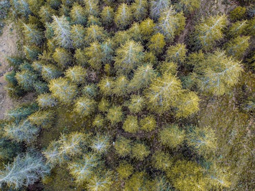 Aerial Footage of Greenish Trees
