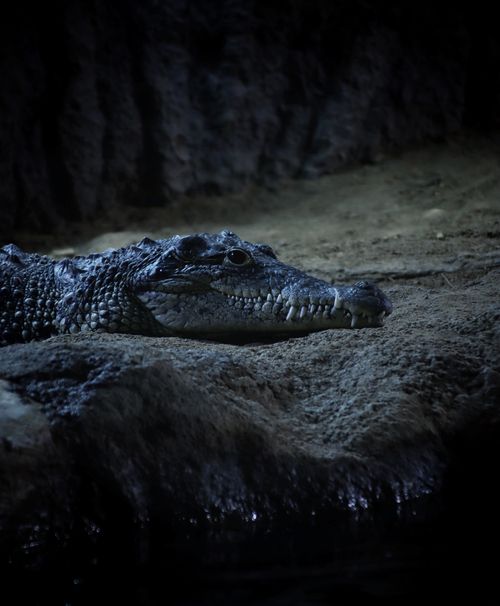 Free A crocodile lying on a rock in a dimly lit natural habitat, showcasing its rugged texture and formidable presence. Stock Photo