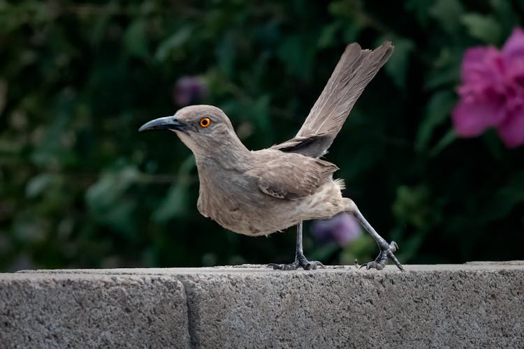 Curve Billed Thrasher In Close Up