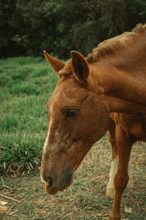 Darmowe zdjęcie z galerii z brązowe konie, brązowy koń, głowa konia
