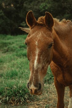 A serene close-up of a chestnut horse grazing in a lush green pasture.