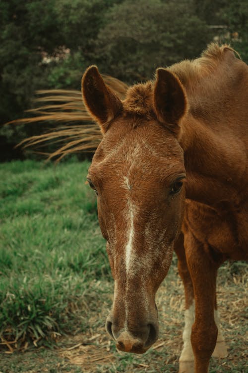 Darmowe zdjęcie z galerii z brązowe konie, brązowy koń, dzika przyroda