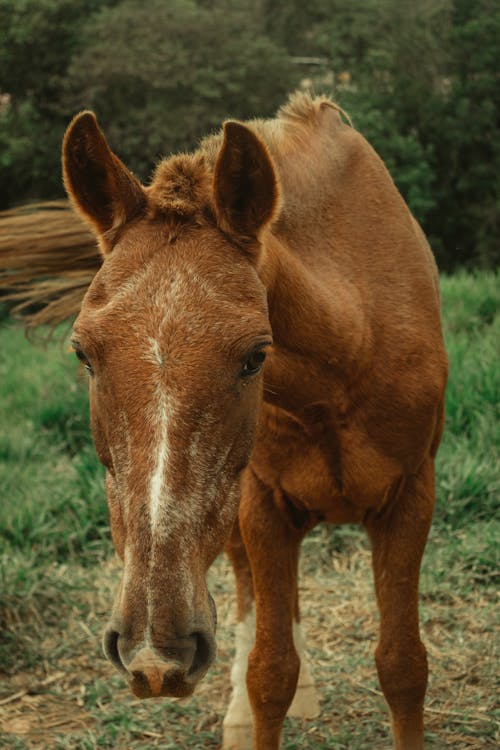Gratis lagerfoto af brun hest, brune heste, dyr