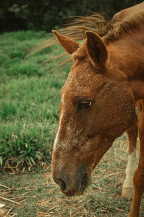 portrait of a brown horse in the pasture with its fur swaying in the wind