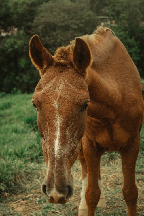 beautiful photograph of a brown horse with white details wagging its tail looking at the camera, on the farm