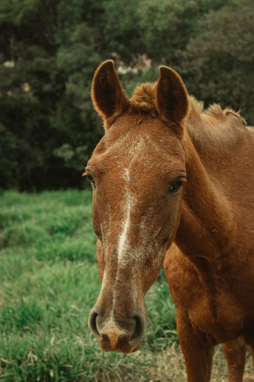 Darmowe zdjęcie z galerii z brązowe konie, brązowy koń, dzika przyroda