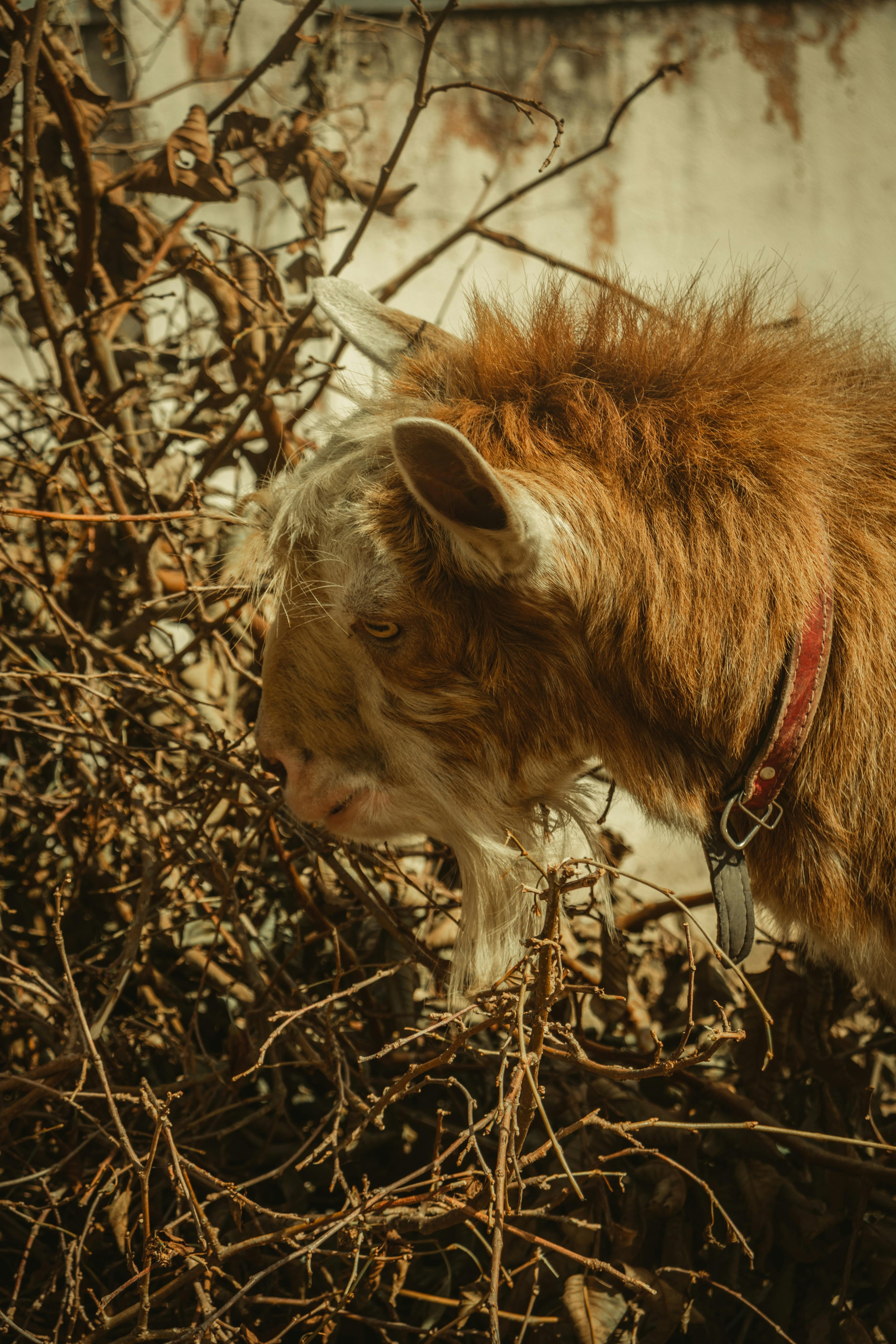 Gratuit Photos gratuites de à fourrure, agriculture, amérique du sud Photos