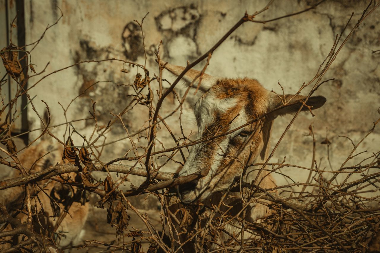 a goat with horns hides among dry branches against a rustic wall